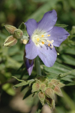 Polemonium foliosissimum [6699] How many stigmatic lobes can you see?